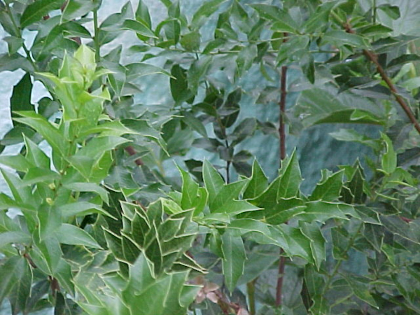 Plantas de Congorosa
